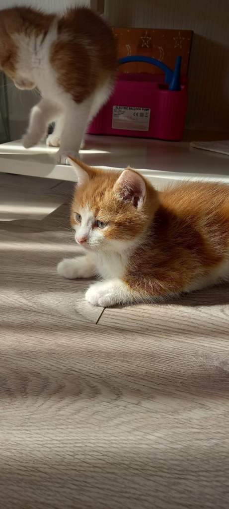 BEAUTIFUL FLUFFY KITTENS IN NEED OF NEW HOME