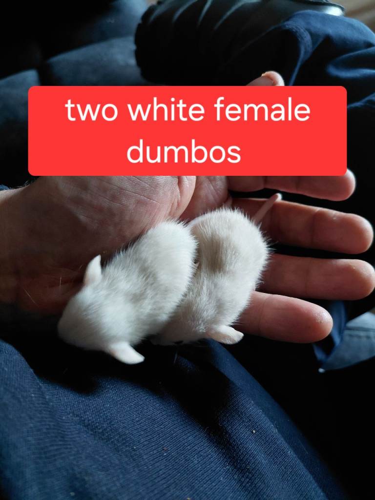  2 female dumbos left simise, topeard females and males 