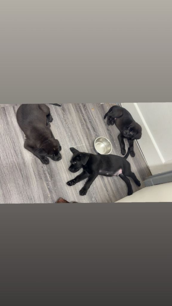 🐾 3 Gorgeous mixbreed Puppies Looking for Their Forever Homes 🐾