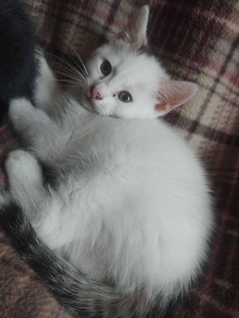 9 week old kittens rady now