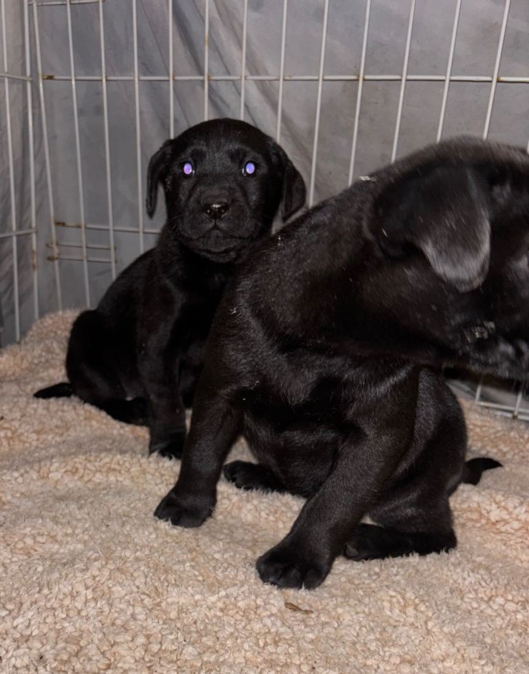 Labrador X Labrador GS