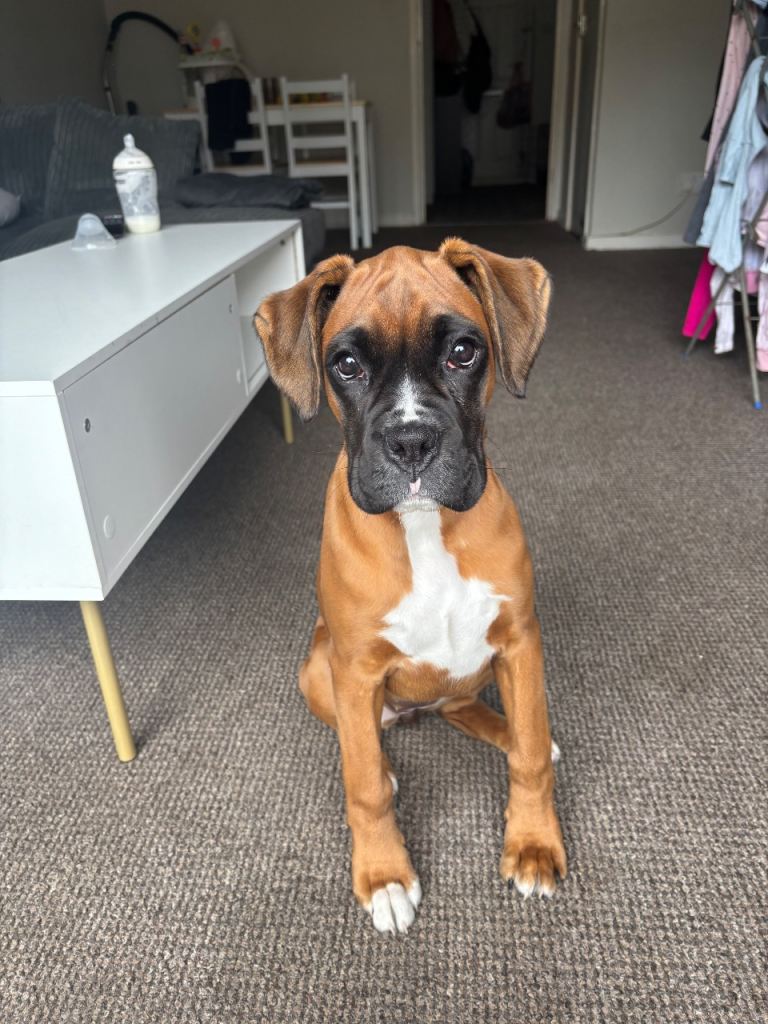 Female boxer puppy 
