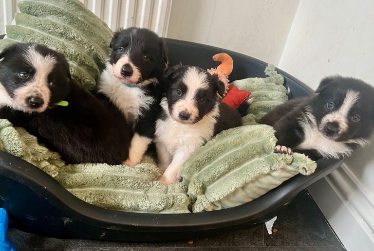 Border Collie Puppies 