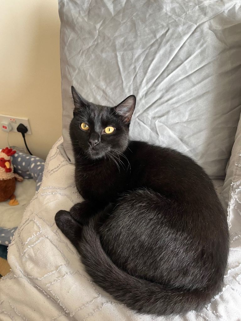 Black Cat