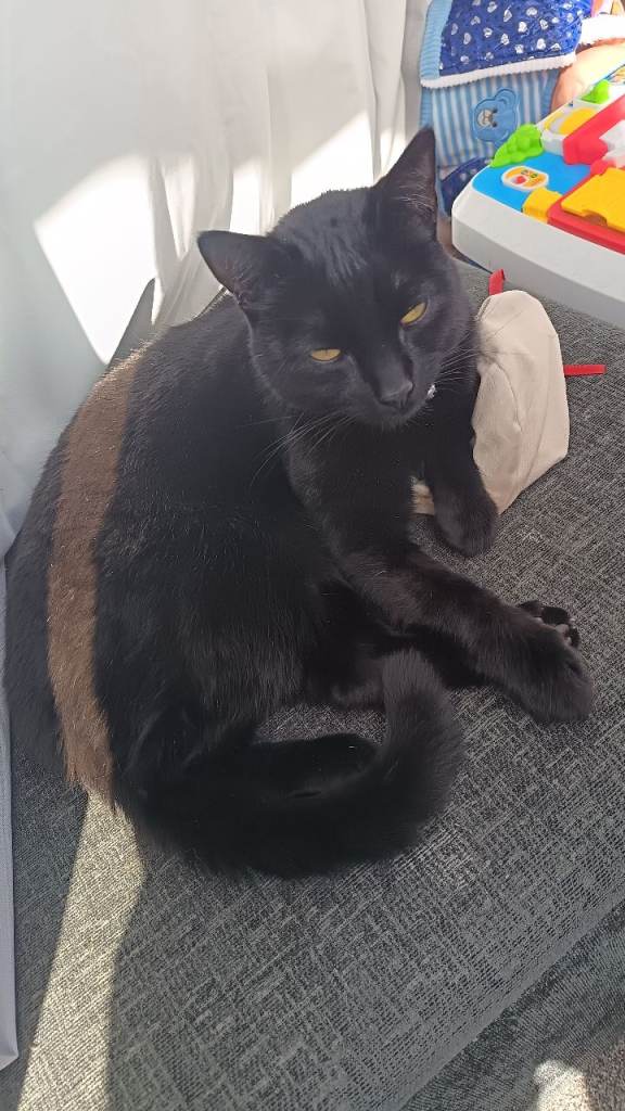 2 year old male cat 