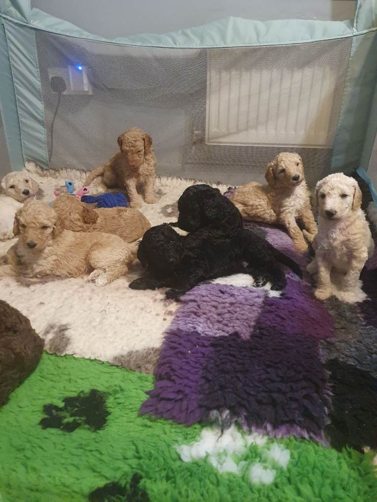 Standard poodle puppys kc registered 