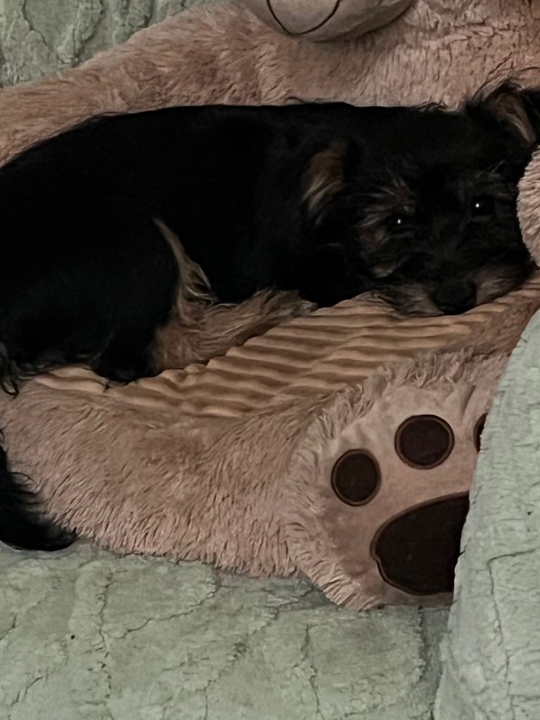 YorkieX 