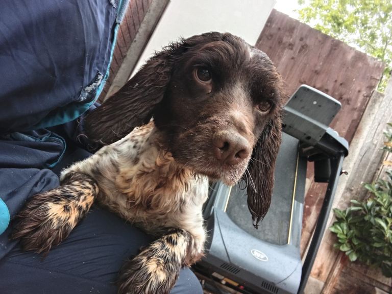 Sprocket spaniel girl