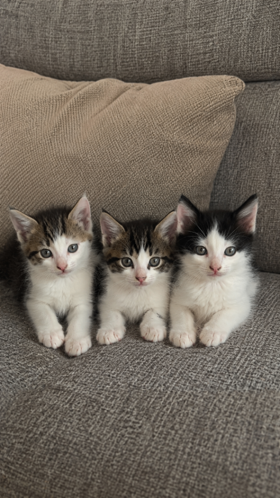 3 kittens for sale 