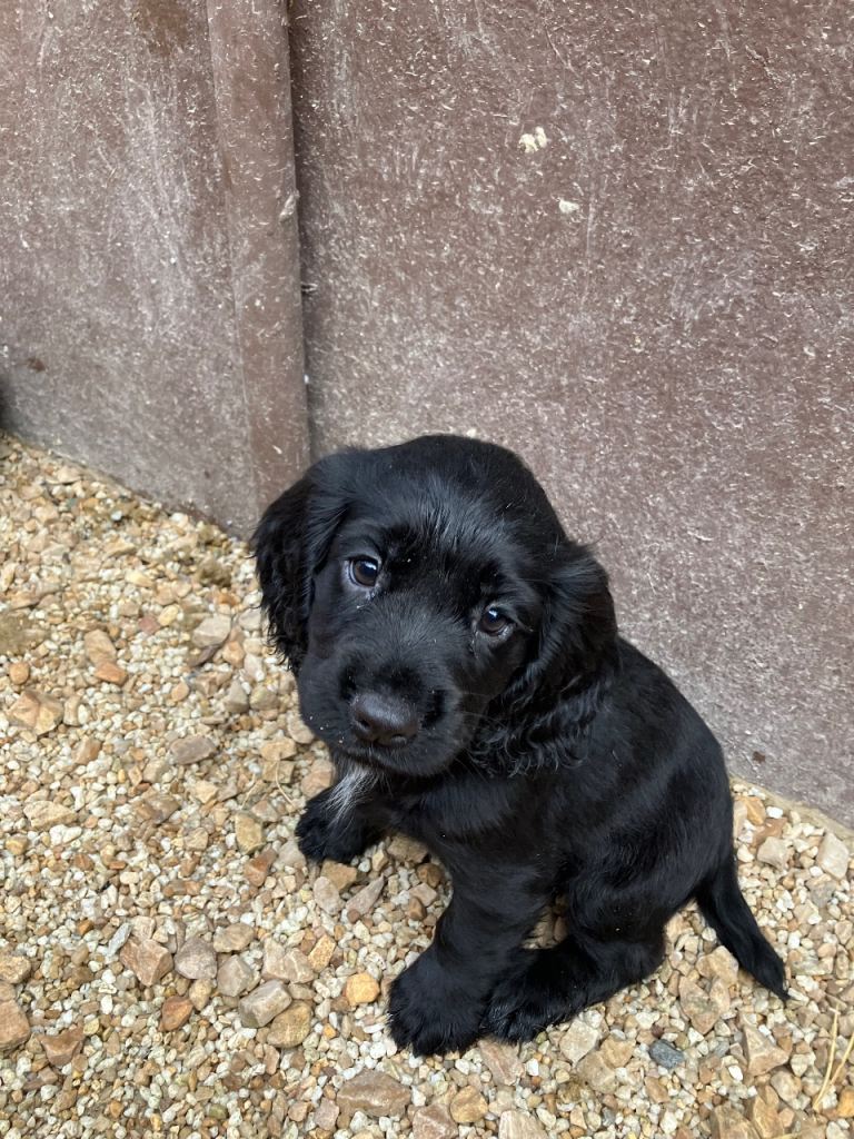 Cocker Spaniel Puppies - Royal Kennel Club Registered 