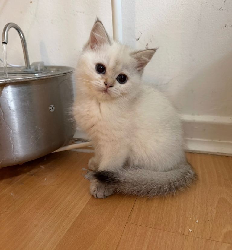 Stunning British Shorthair & British Longhair Kittens 🐾 Rare Golden & Colourpoint | Vaccinated 