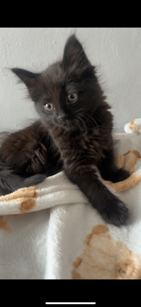 Fluffy Male