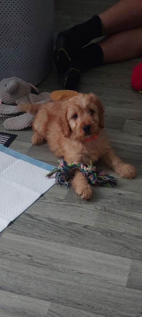 Cockapoo!!!!!!!!!  1 boys remaining ❤️❤️❤️❤️