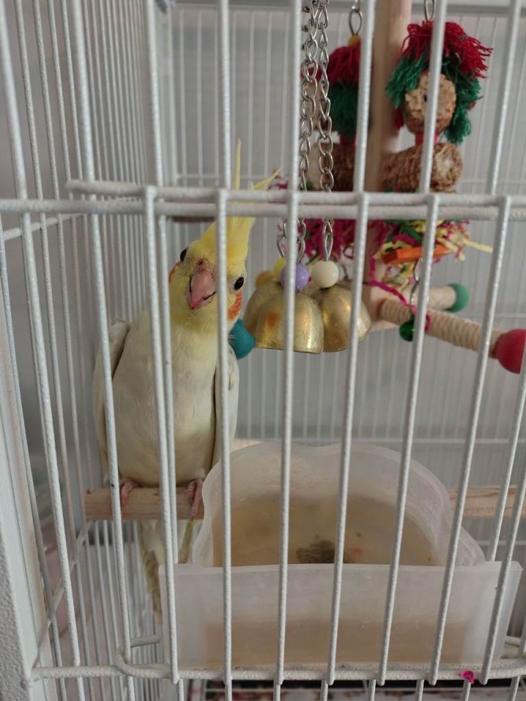 Baby White Cockatiel with cage 