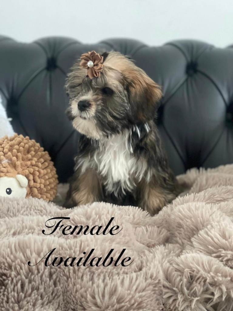 Shorkie full vaccine £850 ready now