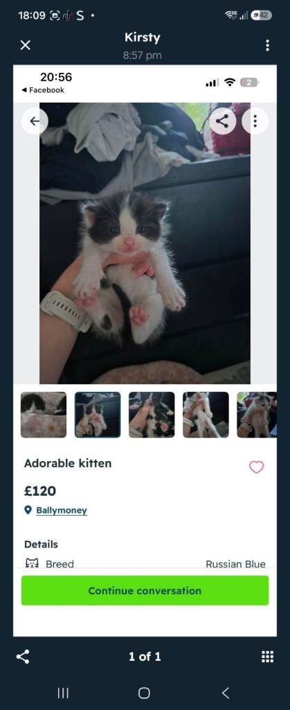 Beautiful kittens 4 left