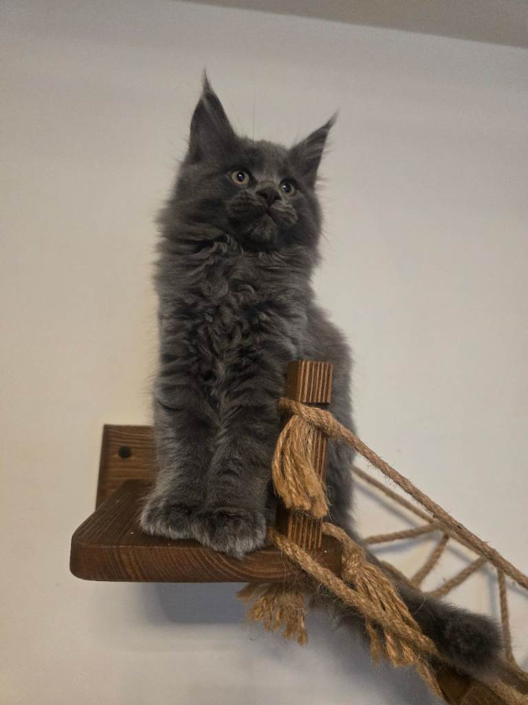 3 Adorable Maine Coon kittens