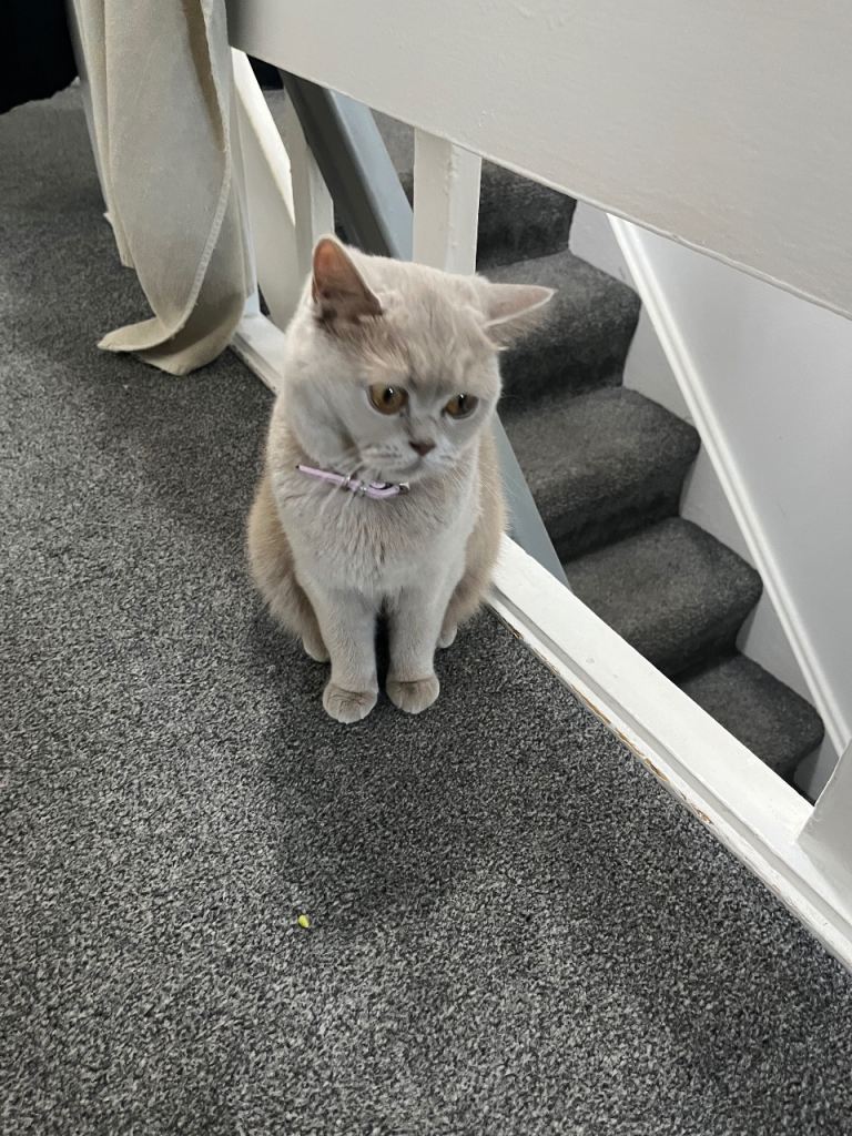 British short hair Cat
