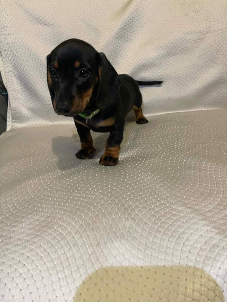 Dachshund 
