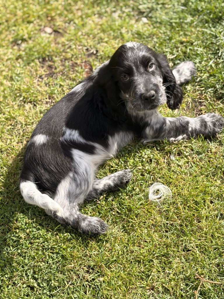 Cocker spaniel Pups (Show Type) ready 