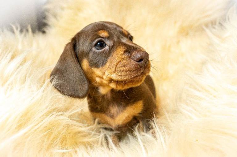 Miniature Dachshund