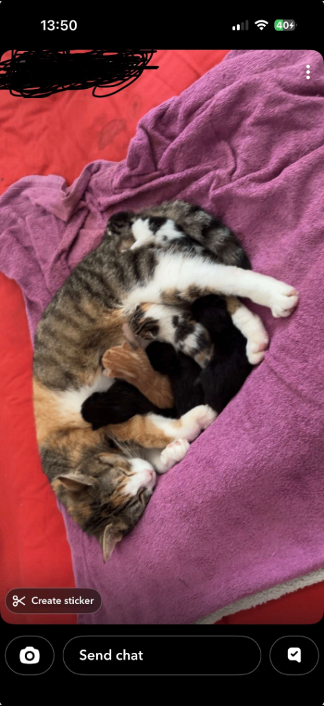 Kittens
