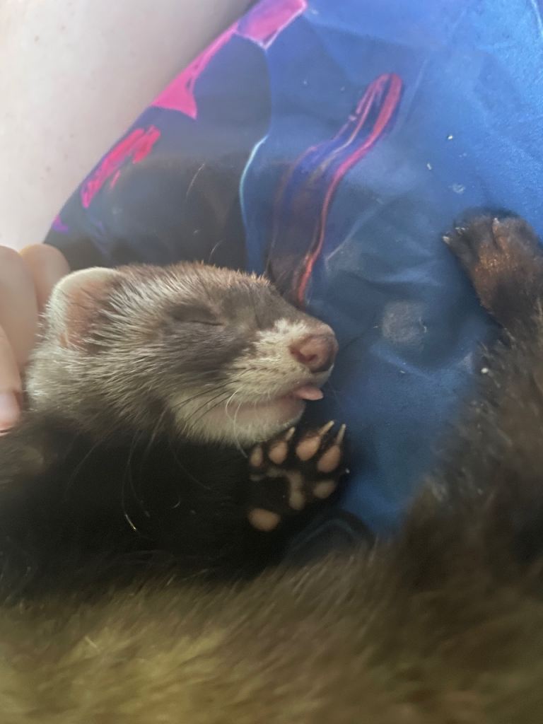 2 baby ferrets for sale ! 