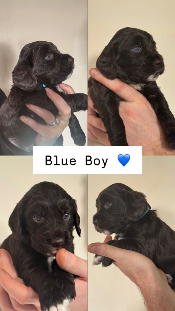 Sprocker Spaniel Puppies 