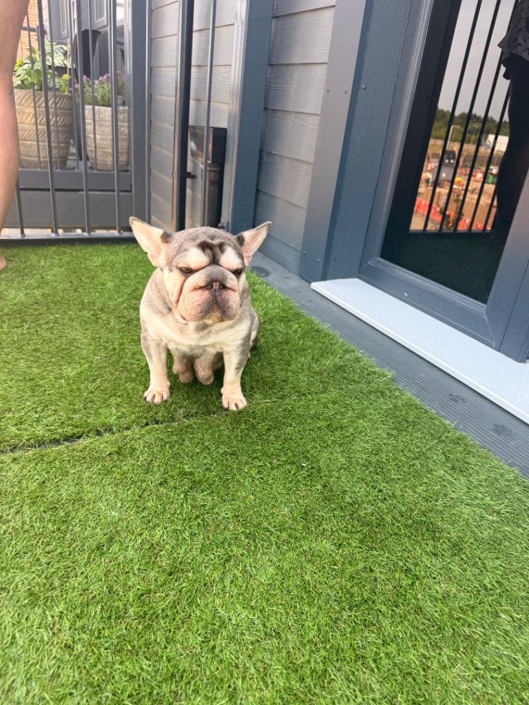 Beautiful French Bulldog Puppies – Healthy, Well Socialised & Ready Soon