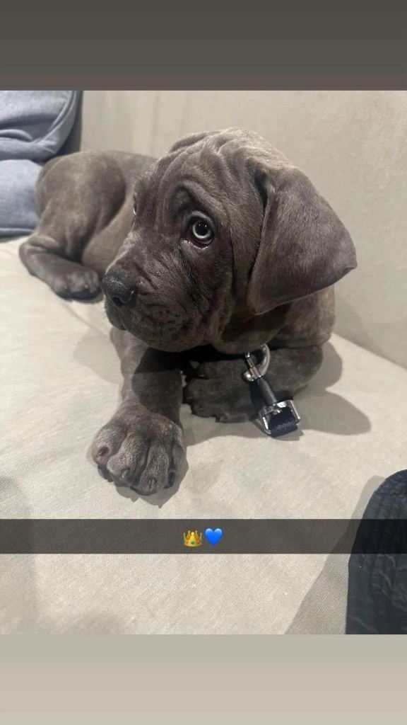 Cane corso puppy 10 weeks old
