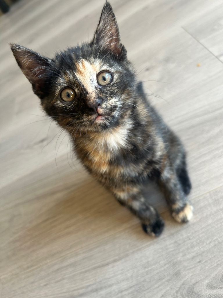 GORGEOUS KITTENS 