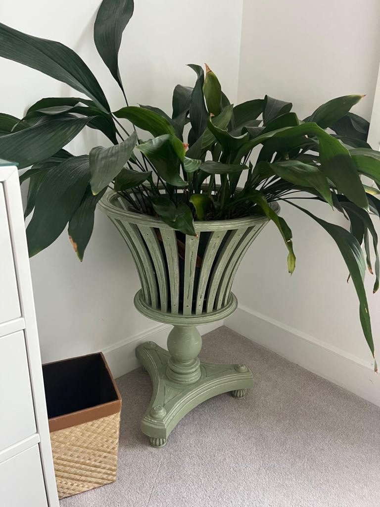 Large Green Wooden Planter with Aspidistra (pair available)