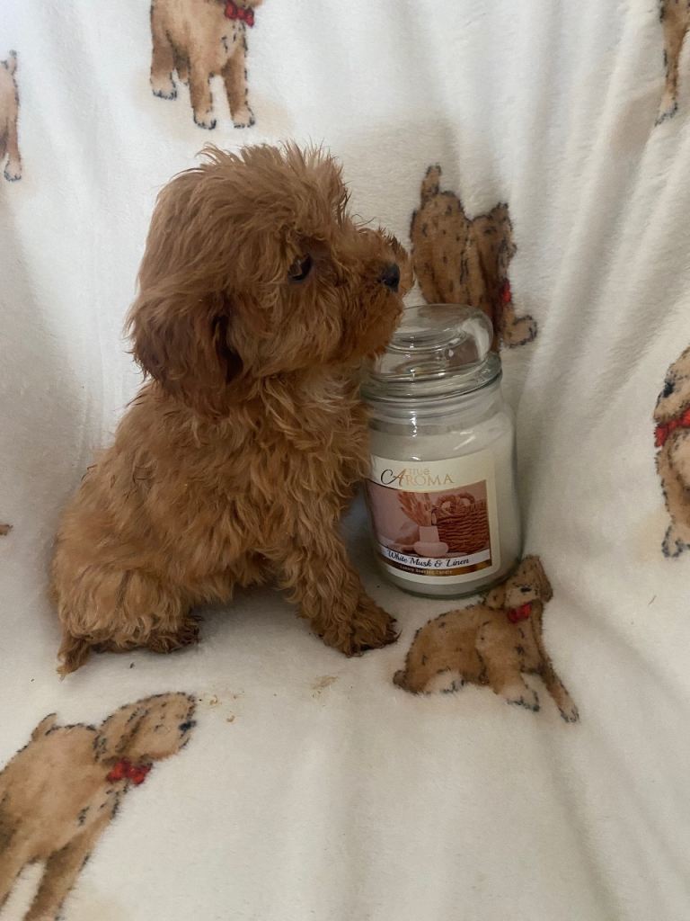 Miniature cockapoo puppies 