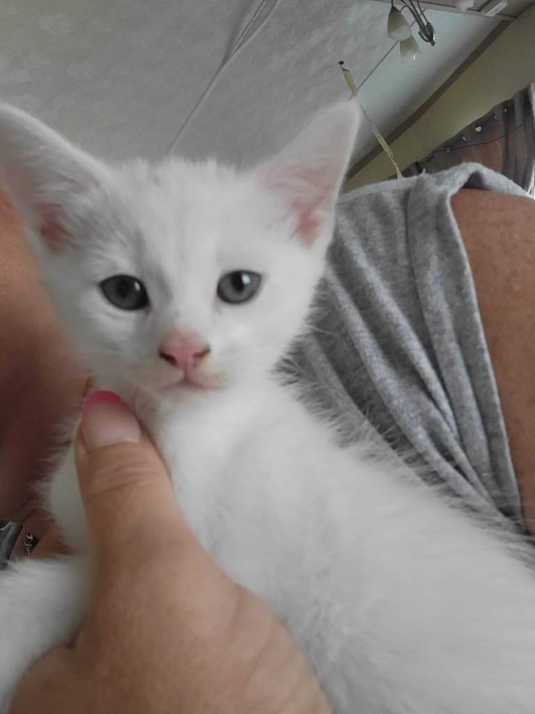 Two Male White Kittens