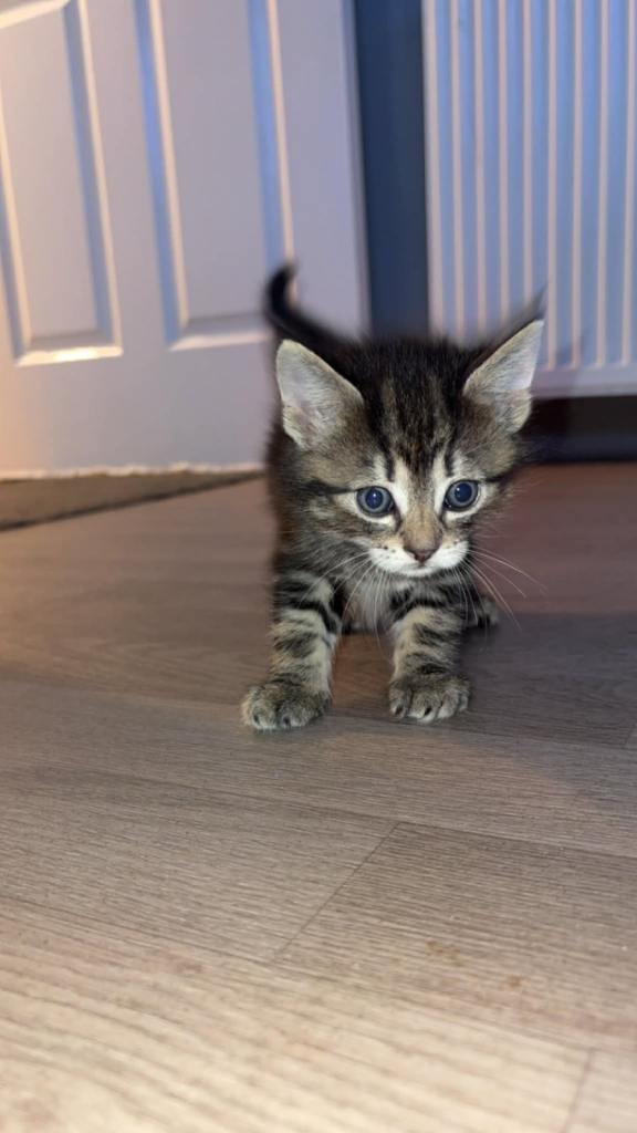 LAST 2 MAIN COON X KITTENS 