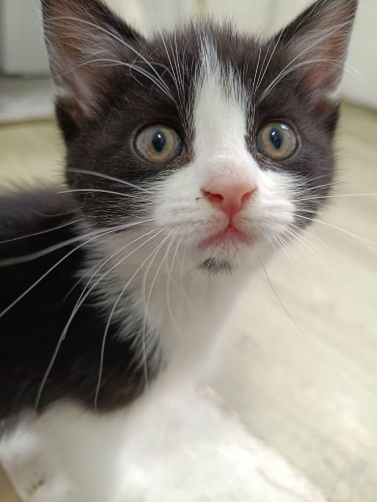 Kittens 