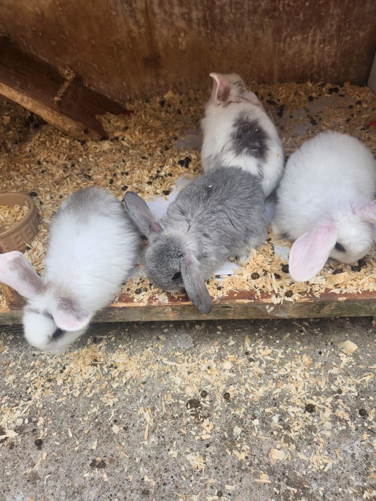 Lots of bunnies 