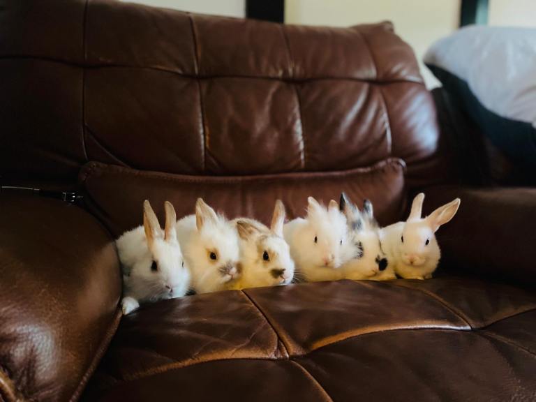 Bunnies for Sale