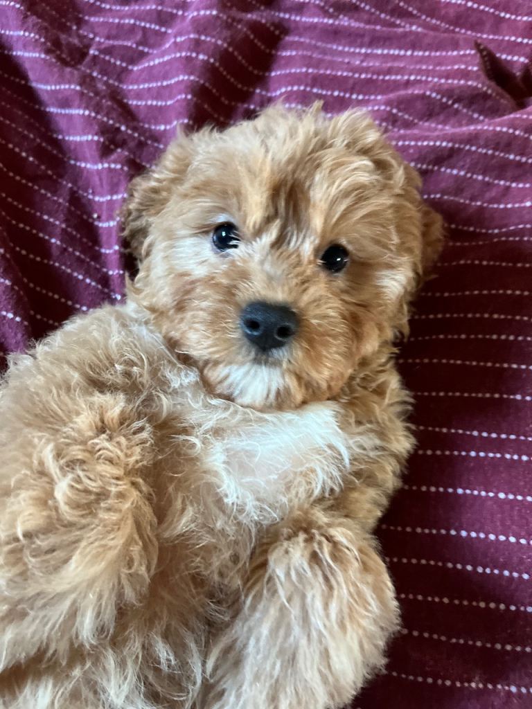 ✨Fully Vax Adorable Cavapoo Puppies✨ 