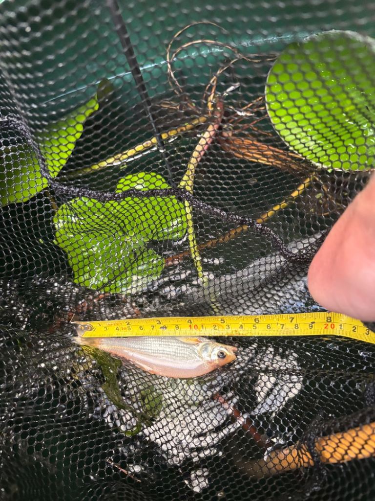 Orfe fish