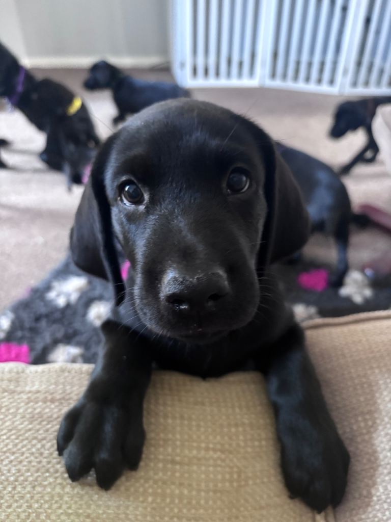 KC Labrador Retriever puppy