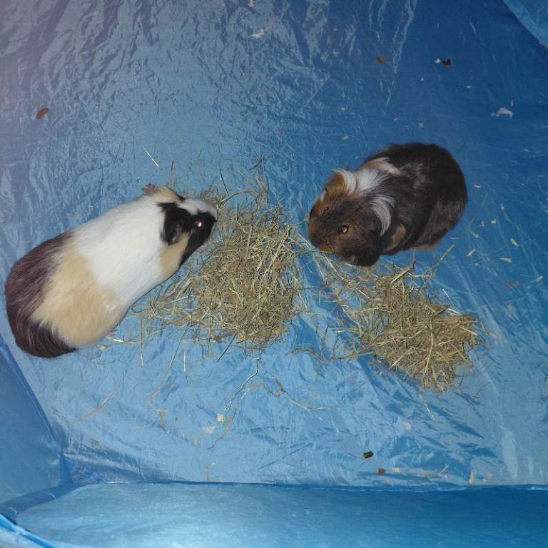 2 male guinea pigs  