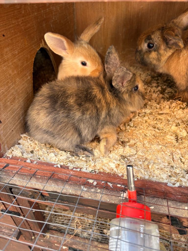 Baby harlequin rabbits 