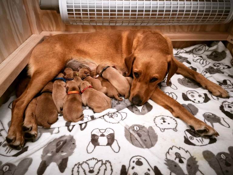 Beautiful Litter of 10 Red Fox Labrador Puppies 🐾
