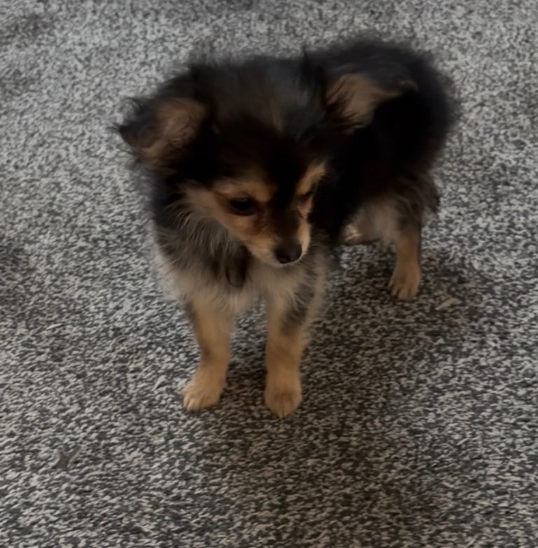 Chihuahua cross