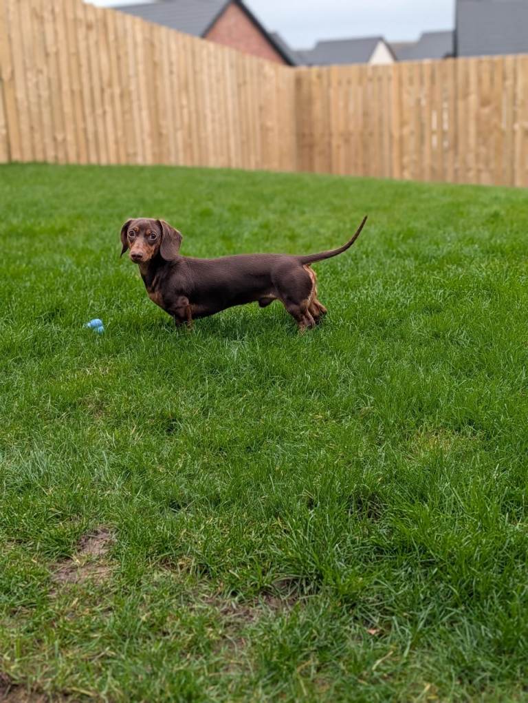 Male Miniature Dachshund 