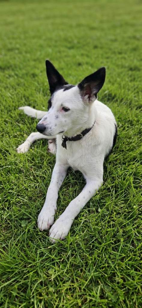 🐾Bella Smart Playful Puppy Collie/Lurcher Mix