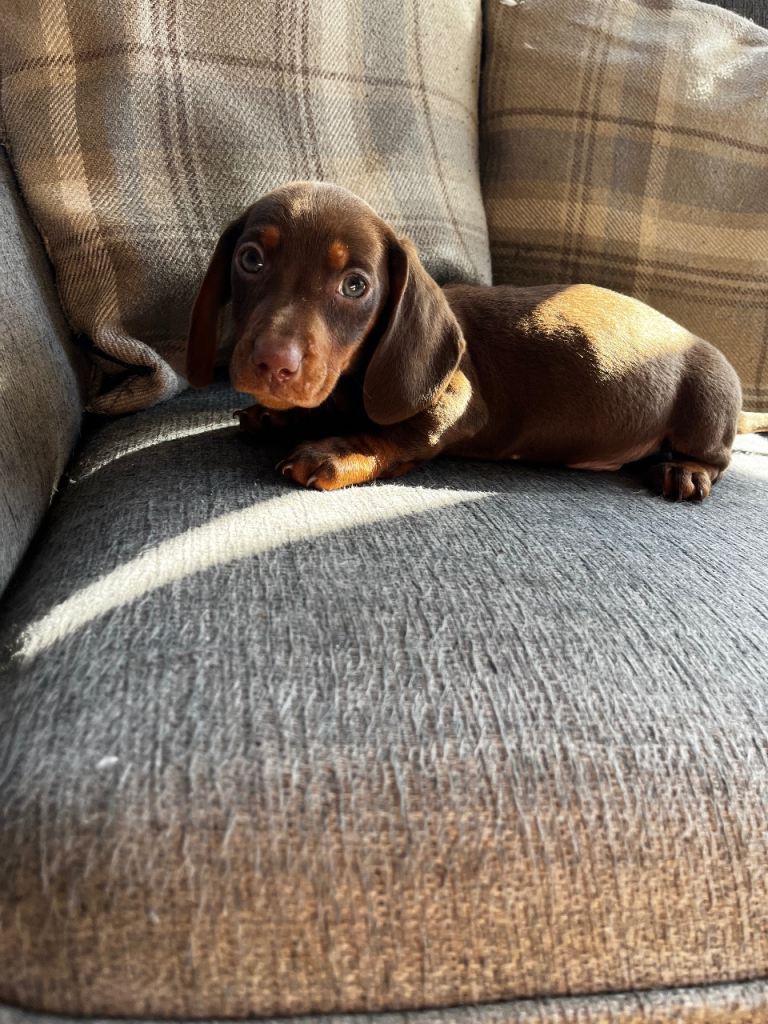 Dachshund puppy’s 