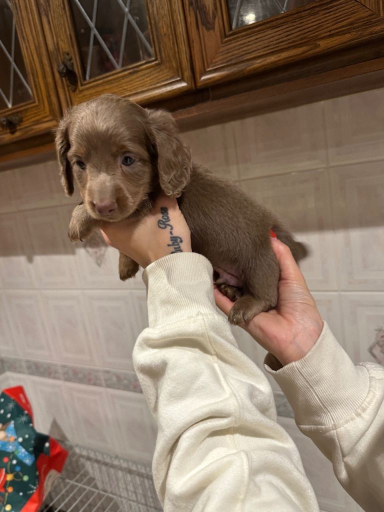 Miniature dachshunds puppies