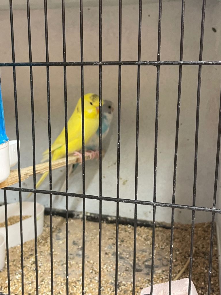 Budgies 
